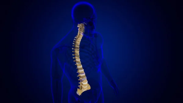 ヒューマンスケルトン椎骨列椎骨解剖学3Dイラスト — ストック写真