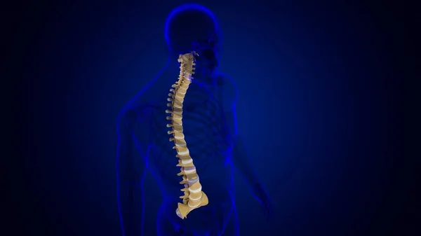 Columna Vertebral Esqueleto Humano Vértebras Anatomía Ilustración — Foto de Stock