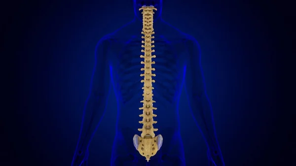 Nsan Skeleti Omurgası Omurga Anatomisi Llüstrasyon — Stok fotoğraf