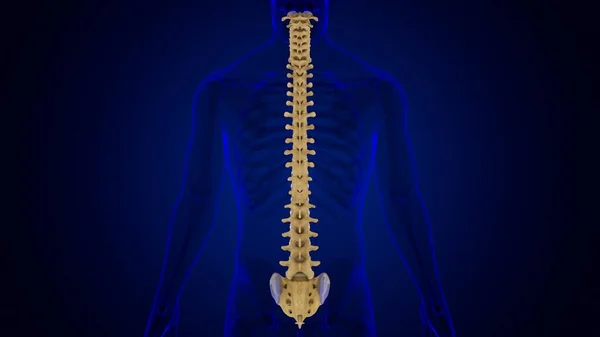 Columna Vertebral Esqueleto Humano Vértebras Anatomía Ilustración —  Fotos de Stock