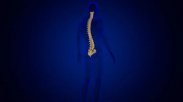 Människans Skelett Vertebral Kolumn Vertebrae Anatomi Illustration — Stockfoto