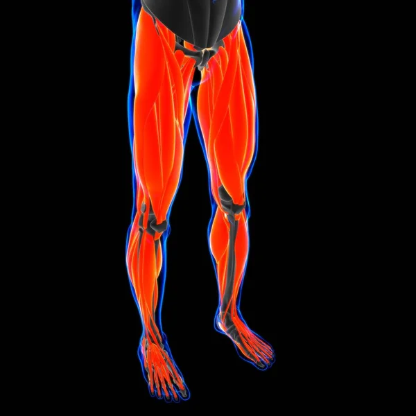 Anatomía Del Músculo Pierna Para Concepto Médico —  Fotos de Stock