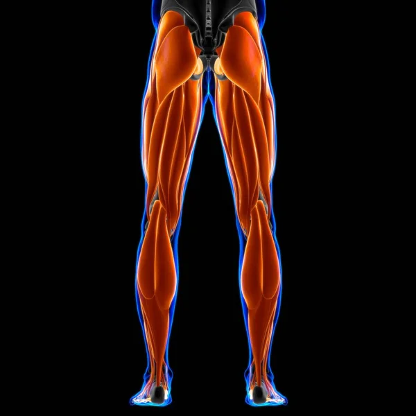 Anatomia Músculo Perna Para Conceito Médico — Fotografia de Stock