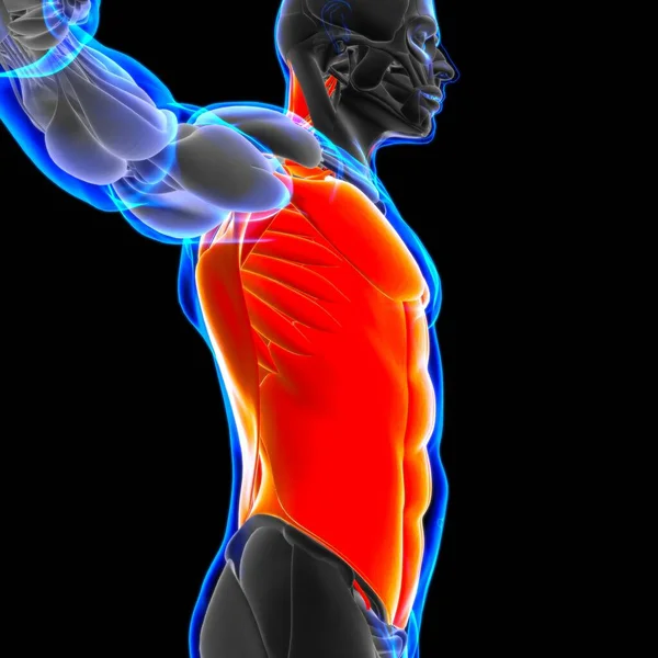 Torso Muscle Anatomy Für Medizinisches Konzept — Stockfoto