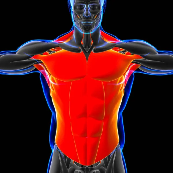 Torso Muscle Anatomy Voor Medisch Concept — Stockfoto