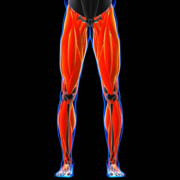 Tıbbi Konsept Için Bacak Kas Anatomisi — Stok fotoğraf