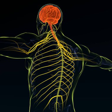 Sinir sistemi 3 boyutlu görüntüleme beyni