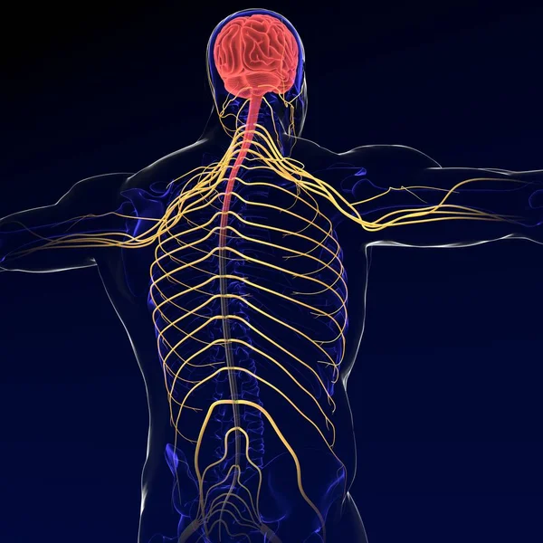 Ilustración Cerebro Con Sistema Nervioso Render —  Fotos de Stock