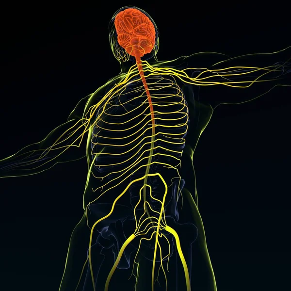 Ілюстрація Мозку Нервовою Системою Рендерингу — стокове фото