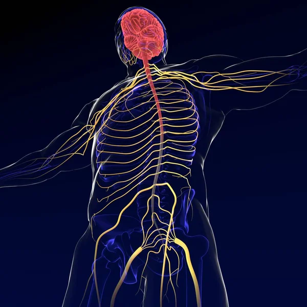Ілюстрація Мозку Нервовою Системою Рендерингу — стокове фото