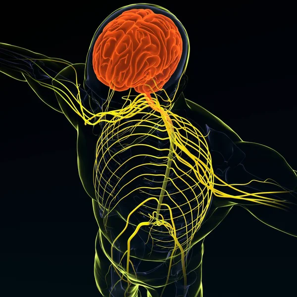 Illustration Gehirn Mit Nervensystem Render — Stockfoto