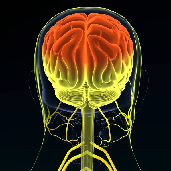 Ilustración Cerebro Con Sistema Nervioso Render — Foto de Stock