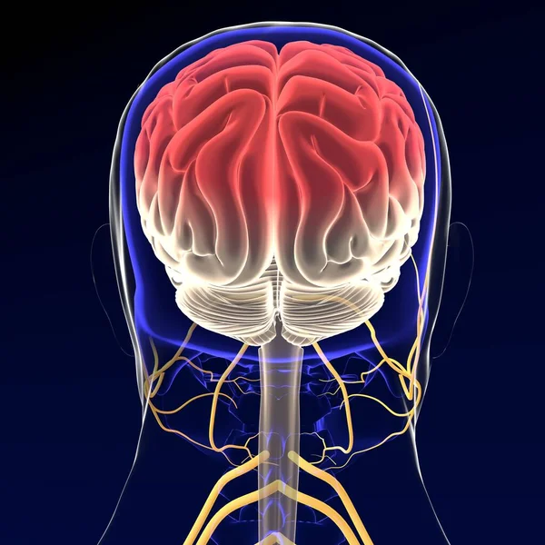 Ilustración Cerebro Con Sistema Nervioso Render — Foto de Stock