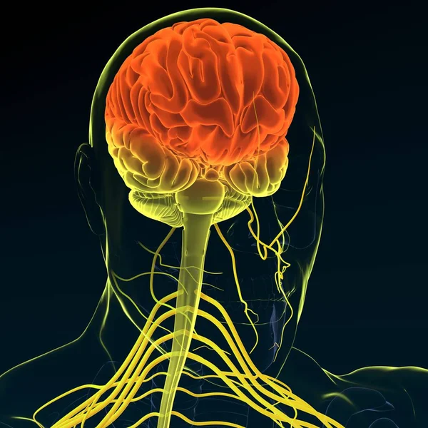 Illustration Brain Nervous System Render — Stock Photo, Image