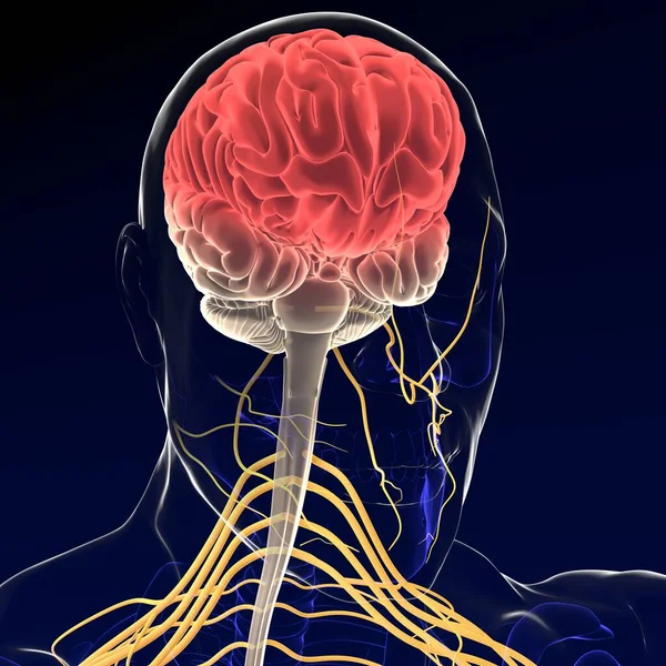 Ilustración Cerebro Con Sistema Nervioso Render — Foto de Stock