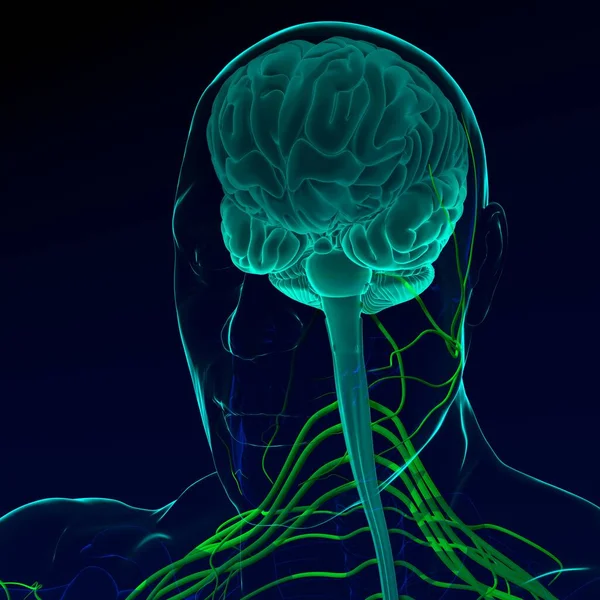 Ilustración Cerebro Con Sistema Nervioso Render — Foto de Stock