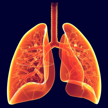 Humans have two lungs, a right lung and a left lung. They are situated within the thoracic cavity of the chest. The right lung is bigger than the left. clipart