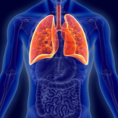 Humans have two lungs, a right lung and a left lung. They are situated within the thoracic cavity of the chest. The right lung is bigger than the left. clipart