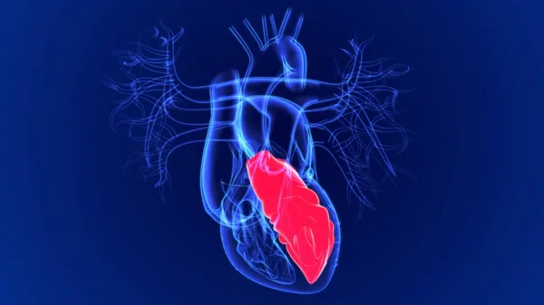Ілюстрація Лівий Шлуночок Серця Людини Медичної Концепції — стокове фото