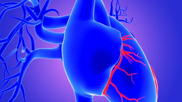 Illustration Human Heart Anatomy Coronary Arteries — Stock Photo, Image