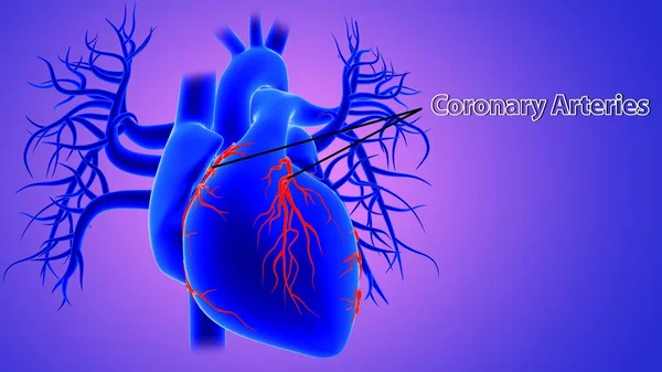 3d İllüstrasyon İnsan Kalbi Anatomisi (Koroner Arterler)