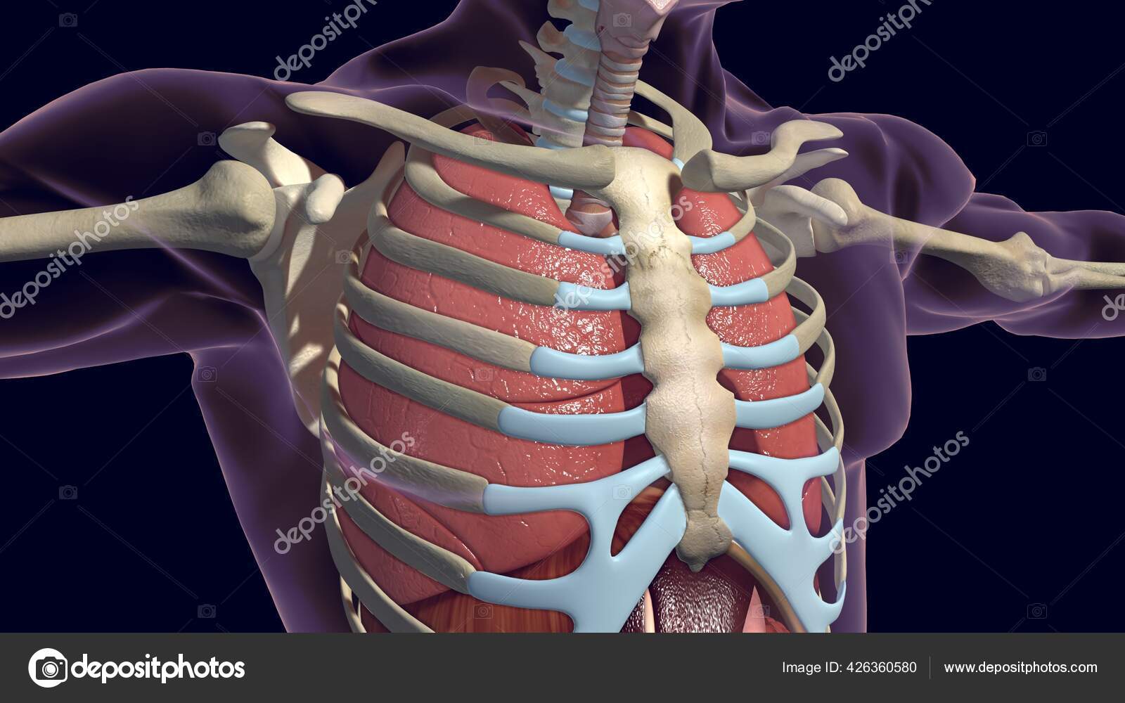 Lungs Human Respiratory System Anatomy Medical Concept Illustration