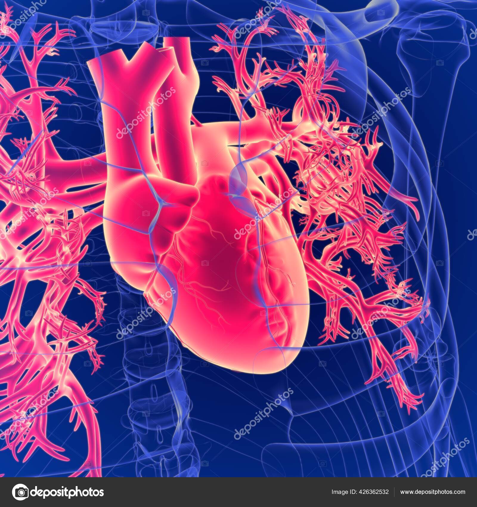 Human Heart Organ Pumps Blood Throughout Body Circulatory System Stock