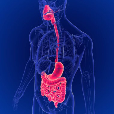 İnsan Sindirim Sistemi Anatomisi 'nin 3B Görünümü Tıbbi Konsept İçin Hazırlama
