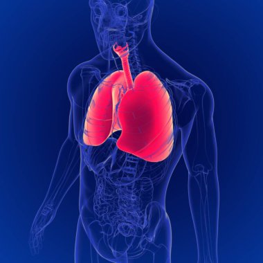 İnsan Solunum Sistemi Anatomisinin 3B İllüstrasyonu (Ciğerler)