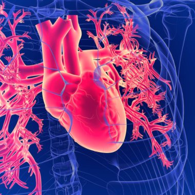 Human heart is an organ that pumps blood throughout the body via the circulatory system clipart