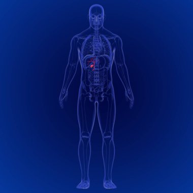 İnsan safra kesesi anatomisinin 3B İllüstrasyonu Tıbbi Konsept İçin 3B Hazırlama