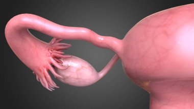 Dişi üreme sistemi, iç ve dış cinsel organlardan oluşur ve bu organlar yeni yavruların üremesini sağlar.