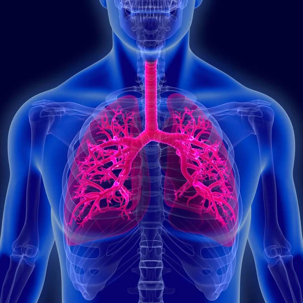 Gli Esseri Umani Hanno Due Polmoni Polmone Destro Polmone Sinistro — Foto Stock