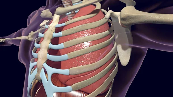 Anatomía Del Sistema Respiratorio Humano Los Pulmones Para Ilustración Del — Foto de Stock