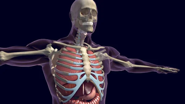 Anatomie Lidského Dýchacího Ústrojí Plicích Pro Ilustraci Lékařské Koncepce — Stock fotografie