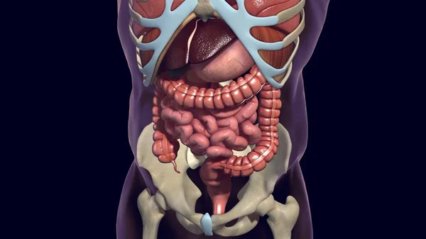 Tıbbi Konsept Resim Çin Nsan Sindirim Sistemi Anatomisi — Stok fotoğraf