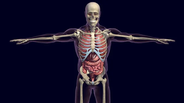 Анатомия Пищеварительной Системы Человека Медицинской Концепции Иллюстрация — стоковое фото