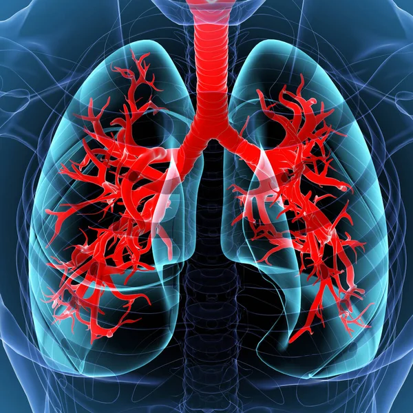 Lungen Human Respiratory System Anatomie Für Medizinisches Konzept Illustration — Stockfoto