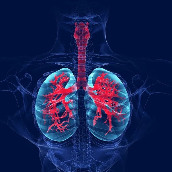 Anatomia Del Sistema Respiratorio Umano Dei Polmoni Concetto Medico Illustrazione — Foto Stock