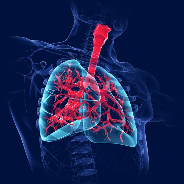 Anatomía Del Sistema Respiratorio Humano Los Pulmones Para Ilustración Del —  Fotos de Stock