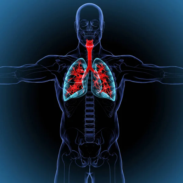 Tüdő Emberi Légzőrendszer Anatómia Orvosi Koncepció Illusztráció — Stock Fotó