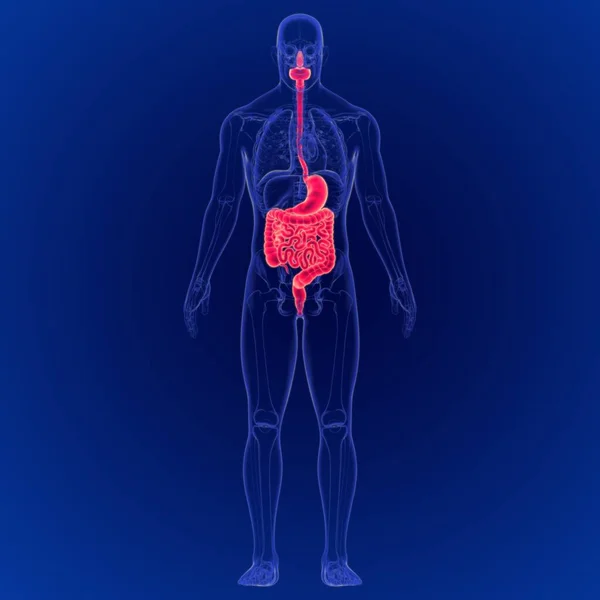 Ilustración Representación Anatomía Del Sistema Digestivo Humano Para Concepto Médico — Foto de Stock