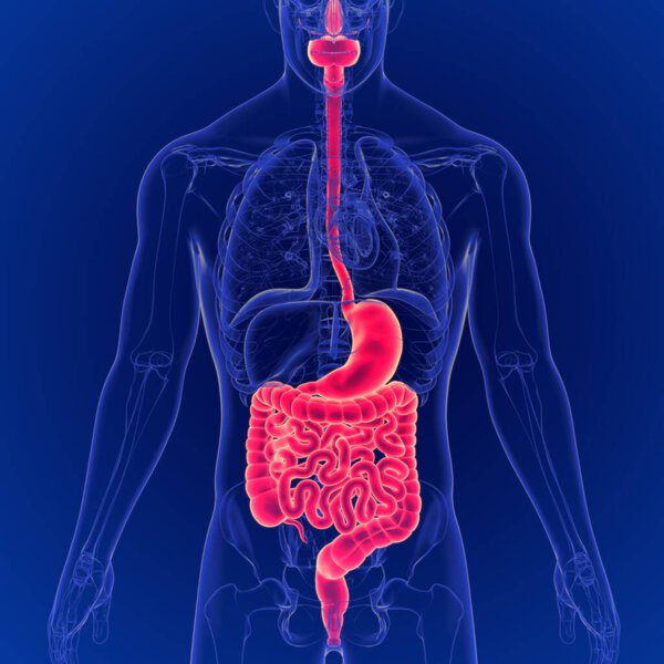 3D Illustration of Human Digestive System Anatomy 3D Rendering For Medical Concept