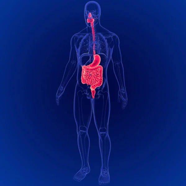 Ilustración Representación Anatomía Del Sistema Digestivo Humano Para Concepto Médico — Foto de Stock