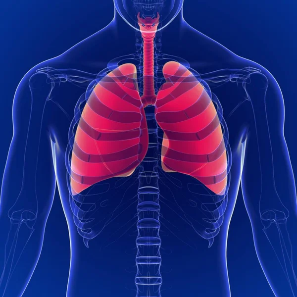 Ilustración Anatomía Del Sistema Respiratorio Humano Pulmones —  Fotos de Stock