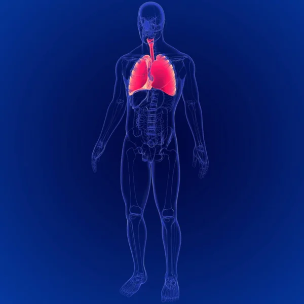 Illustrazione Dell Anatomia Del Sistema Respiratorio Umano Polmoni — Foto Stock