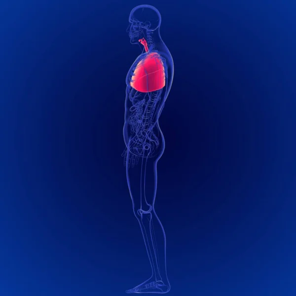 Illustration Human Respiratory System Anatomy Lungs — Stock Photo, Image