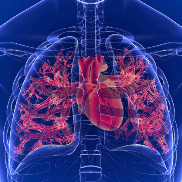 Människans Hjärta Ett Organ Som Pumpar Blod Hela Kroppen Cirkulationssystemet — Stockfoto