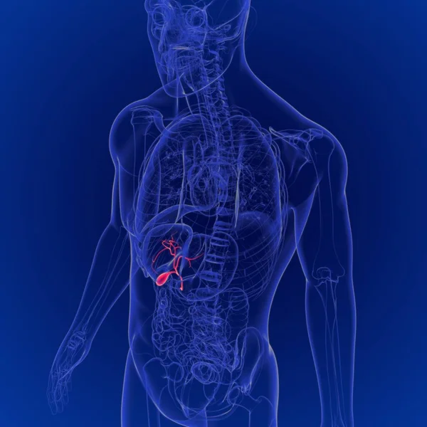 人类胆囊三维解剖三维渲染医学概念的三维说明 — 图库照片