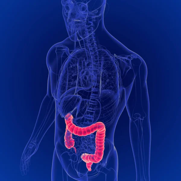 Ilustración Anatomía Del Intestino Grueso Del Sistema Digestivo Humano — Foto de Stock